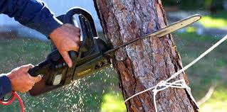 Decatur, GA  Tree Services Company