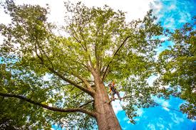 Best Tree Disease Treatment  in Decatur, GA