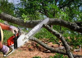 Best Stump Grinding and Removal  in Decatur, GA