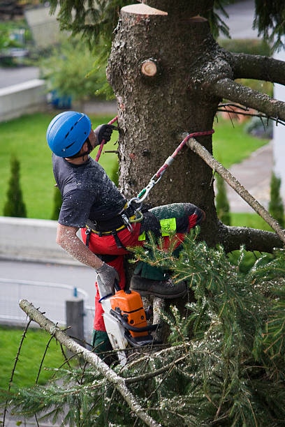 Best Tree Mulching Services  in Decatur, GA