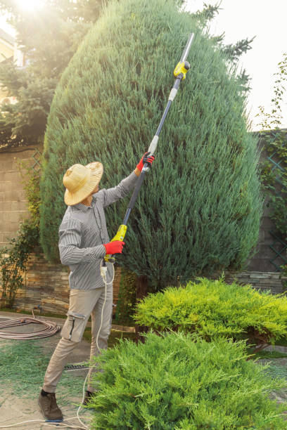 Best Tree and Shrub Care  in Decatur, GA