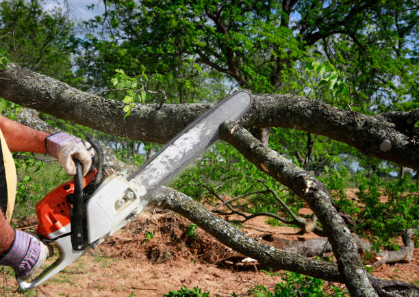 Best Tree Cabling and Bracing  in Decatur, GA